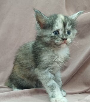Maine Coon kotka rodowód fpl - 2