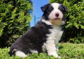 Rasowy pies, szczenię Border Collie z Hodowli, pełna dok. - 2