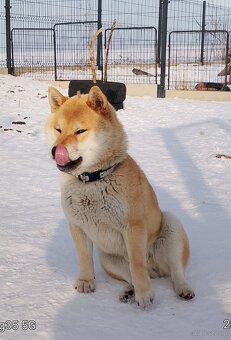 Shiba Inu, czerwony piesek - 2