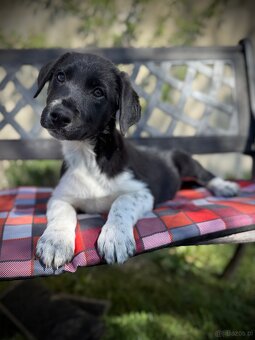 Border collie - 2
