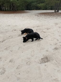 Owczarek niemiecki długowłosy - 2