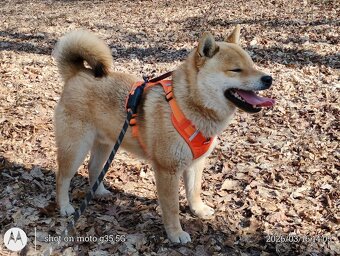 Shiba Inu, czerwony piesek mocno czernią przyprószony - 2