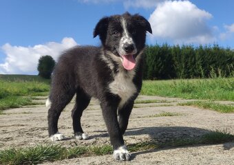 Piękna rasowa suczka BORDER COLLIE z pełną dok. przebadani r - 2