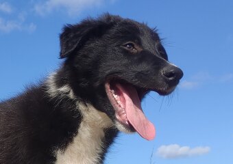 BORDER COLLIE - Rasowy z pełną dok. po świetnych rodzicach - 2