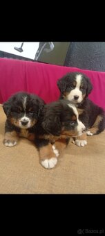 Szczeniaki Berneński Pies Pasterski - 2