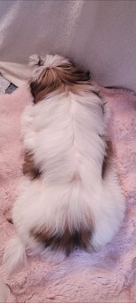 Piesek Shih Tzu - 2