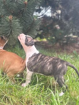 Szczenięta amstaff - 2