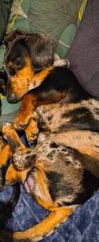 Jamnik miniatura merle - 2