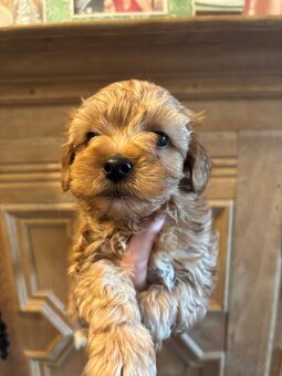 Szczenięta hybryda pudel york goldust - 2