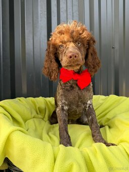 piesek pudel średni - 2