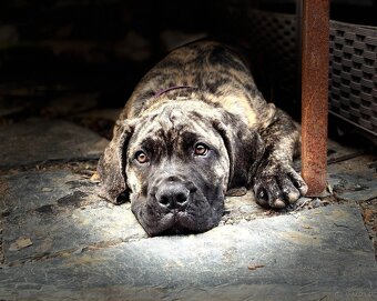 Boerboel - Szczeniak s rodowod FCI - 2