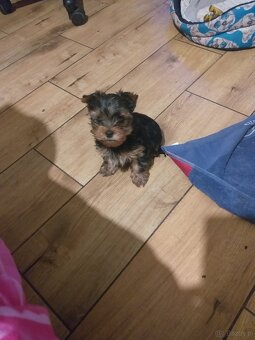 Sprzedam szczeniaki york terrier 1 pieska - 2