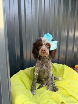 suczka pudel średni - 2