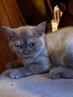 Kot Brytyjski Kocur Szkocki - 2