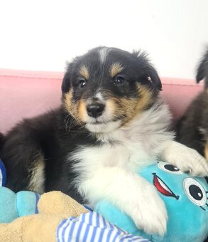 Owczarek szetlandzki sheltie - 2