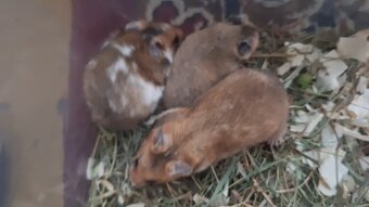 Chomiki Syryjskie 4 tygodniowe - 2