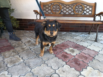 Oddam młodego psa rasy owczarek - 2