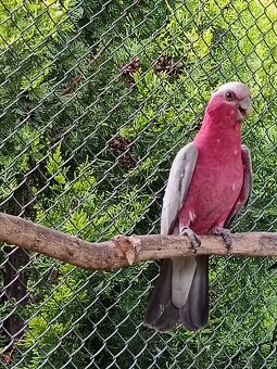 kakadu różowá - 2