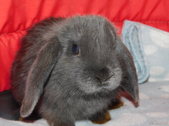 Niebieskie baranki mini lop - 2