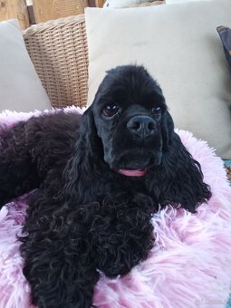 Cocker spaniel american/PP fci - 2