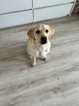 Sprzedam labladora suczkę - 2