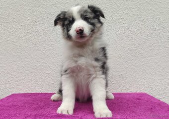 Szczenię BORDER COLLIE z Hodowli - Rasowy pies z pełną dok. - 2