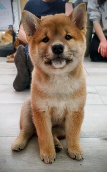 Shiba - 2