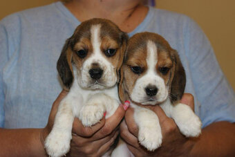Beagle - szczeniaczki ZKwP - 2