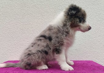 Piękny pies BORDER COLLIE z Hodowli - Rasowy z pełną dok. - 2