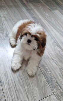Pieski rasy Shih-tzu - 2