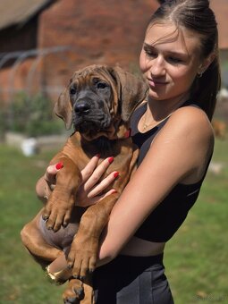 Tosa inu - szczenięta s PP - 2