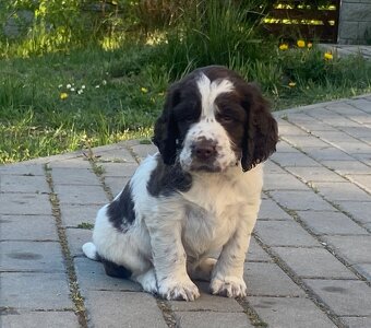 Springer Spaniel Angielski - 2