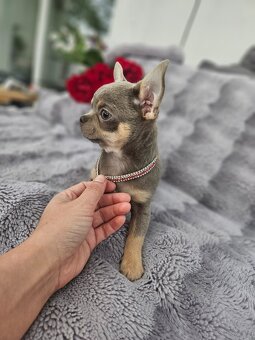 Piesek chihuahua liliowy - 2