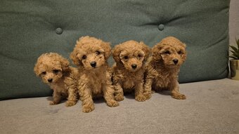 Zarejestrowany pudel toy - 2