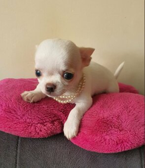 Chihuahua śliczne białe pieski - 2