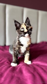 Maine Coon kotka Hermiona - 2