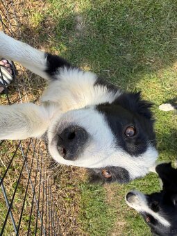 Piesek Border Collie - 2