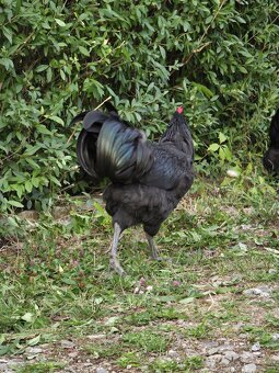 Australorp kogut 20 tygodni - 2