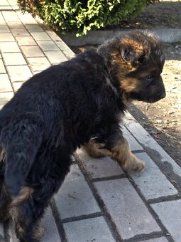 Owczarek niemiecki długowłosy - 2