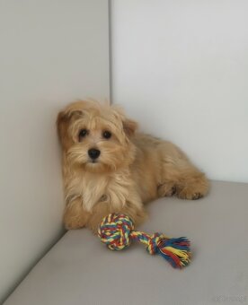 Maltipoo śliczna suczka - 2