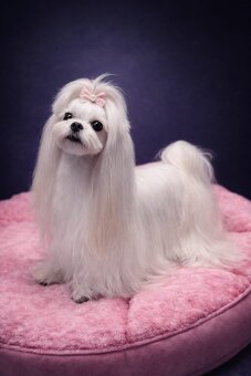 Maltańczyk para hodowlana z rodowodem ZKwP FCI  maltese - 2