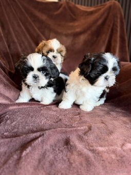 Shih tzu - 2