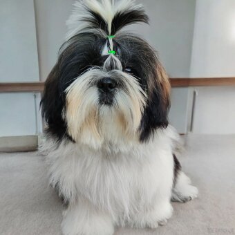 Shih Tzu szczeniak 6 miesięcy ZKWP - 2