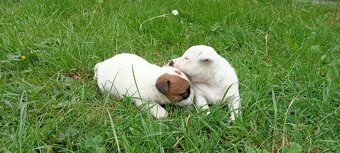 Jack Russell terrier - 2