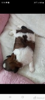 Suczka Shih Tzu - 2