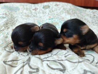 York pies pieski rasy Yorkshire terrier - 2