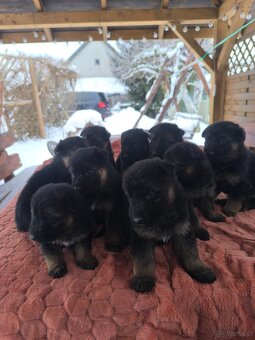 Owczarki Niemieckie szczeniaki - 2