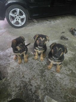 Owczarki Niemieckie - 2