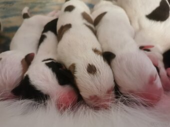 Pieski Szczeniaki amstaff - 2