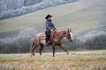 Připouštění QH hřebcem/Breeding by QH stallion (w. pleasure) - 2